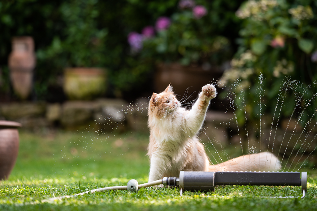 gato brincando com agua