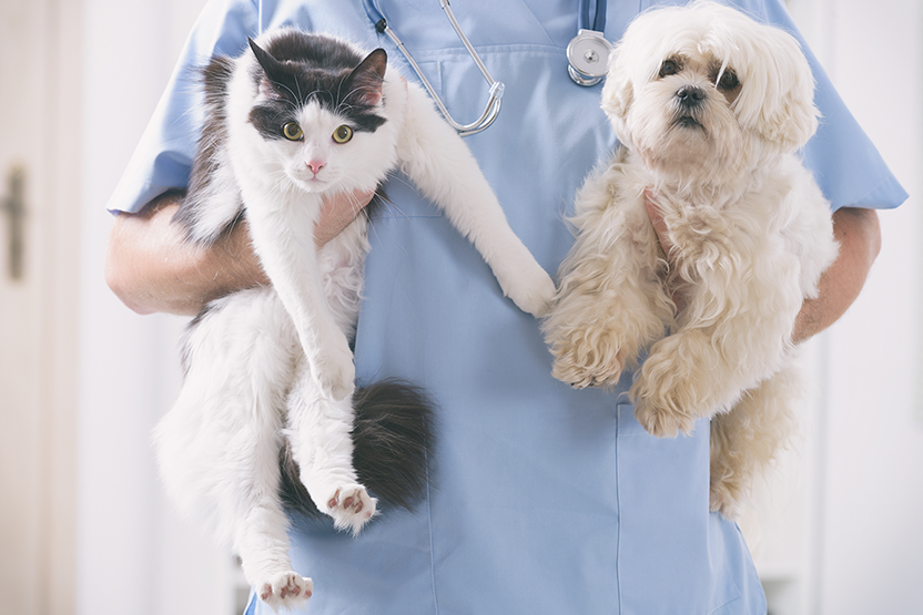 Veterinário segurando gato e cachorro para dar giardicid