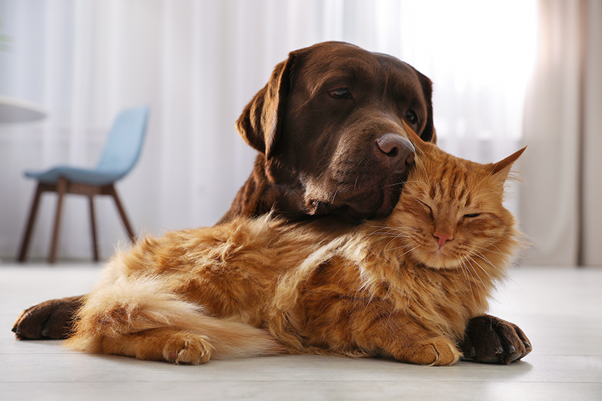 cachorro e gato abraçados