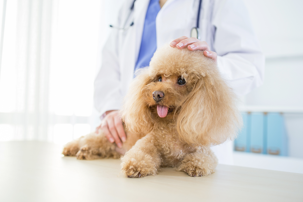 Cachorro deitado com um veterinário da empresa novartis examinando