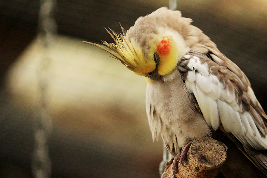 Pássaros calopsita dormindo em um galho