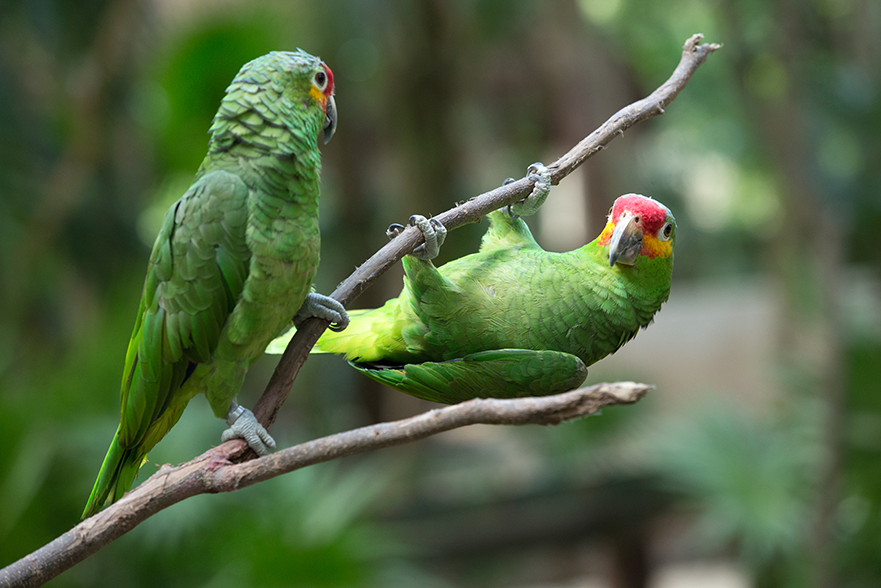 Pássaros da espécie papagaio pendurados em galhos
