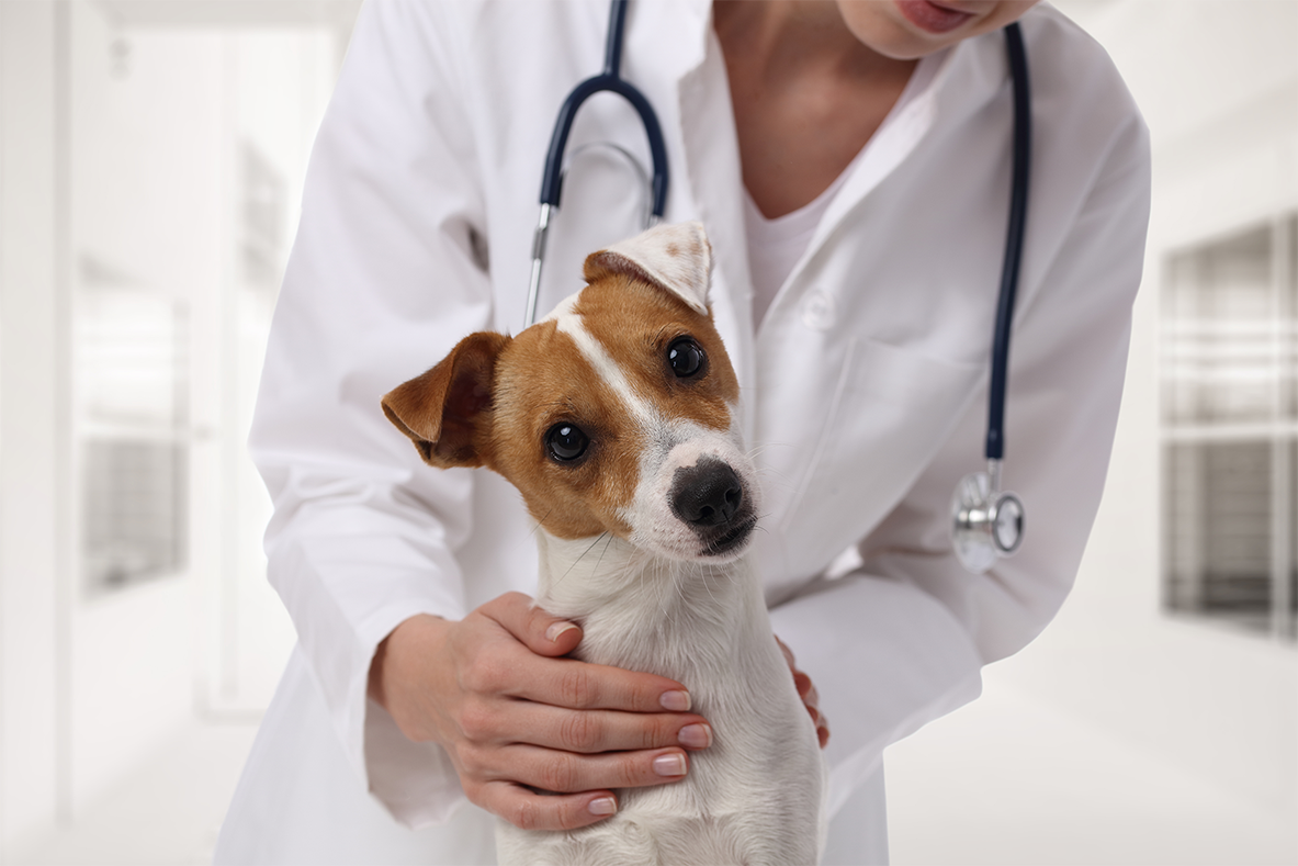Cachorro sendo consultado pelo veterinário para tomar prediderm
