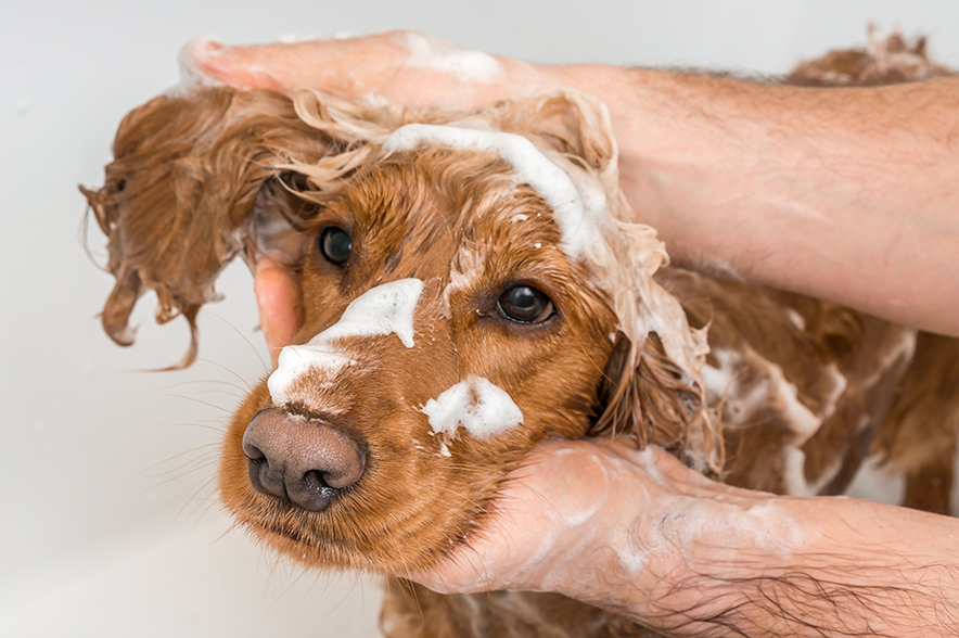 cachorro tomando banho com shampoo