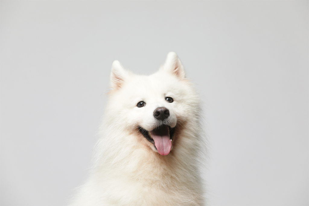 Cachorro branco feliz com a novidade da Cobasi