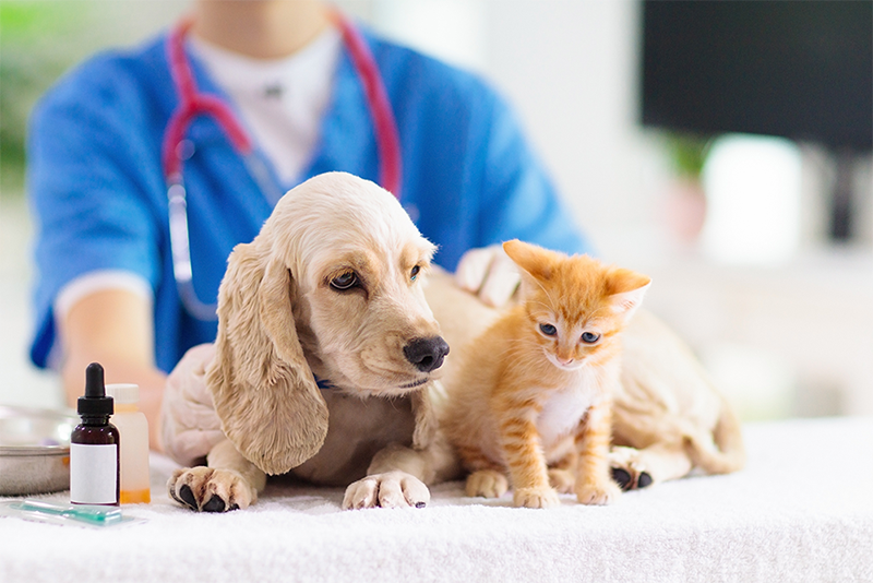 médico veterinário de jaleco examinando cachorro e gato