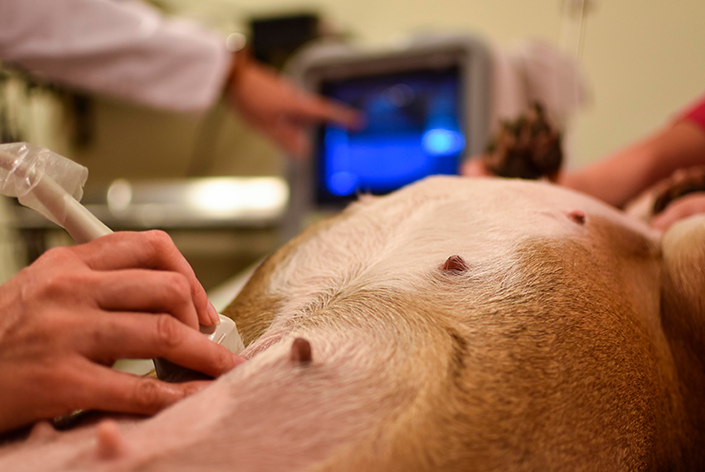 veterinário fazendo ultrassom para verificar a gestação de cachorro