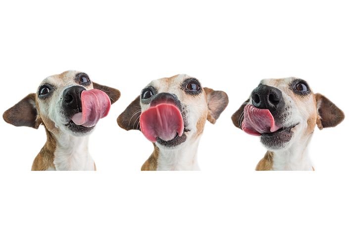 três imagens de uma cachorro lambendo