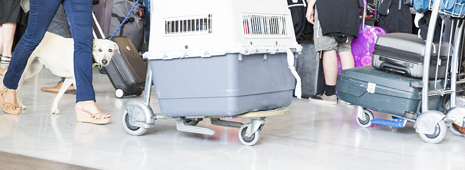 mulher carregando caixa de transporte no carrinho do aeroporto