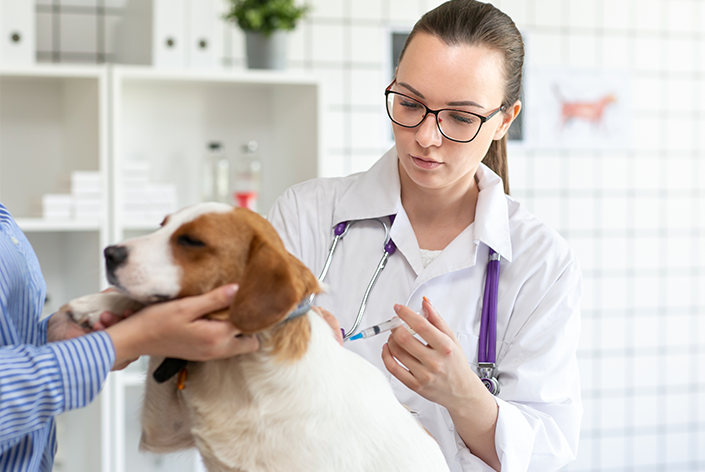 Cachorro sendo vacinado contra a cinomose