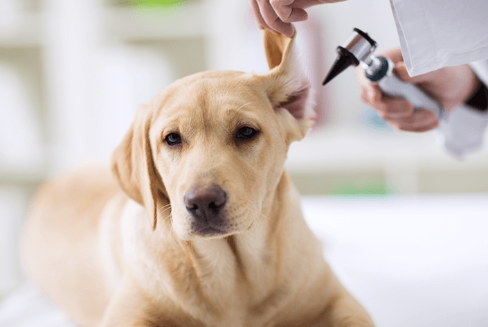 Exame de cachorro na clínica veterinária