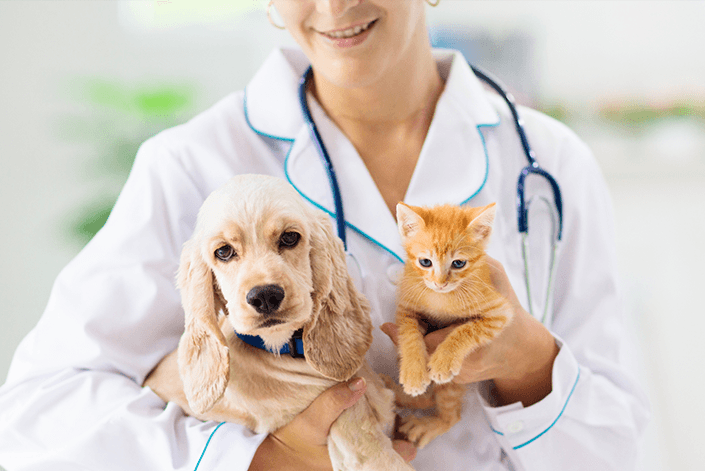 Cachorro e gato na clínica veterinária