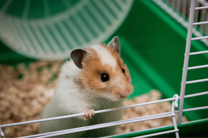 ratinho em pé na gaiola
