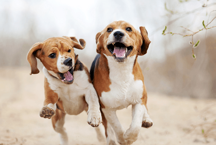 Cachorros da raça beagle correndo