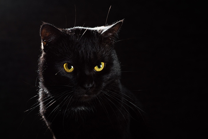 Gato preto de olhos amarelos em um fundo preto
