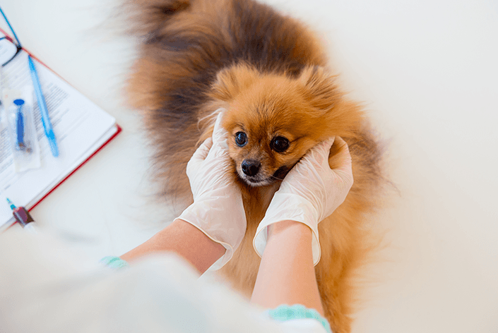 Cachorro na clínica veterinária