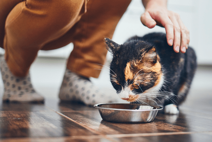 Gato comendo ração premier