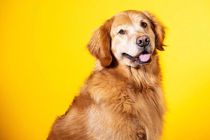 quantos anos vive um cachorro golden que está na foto