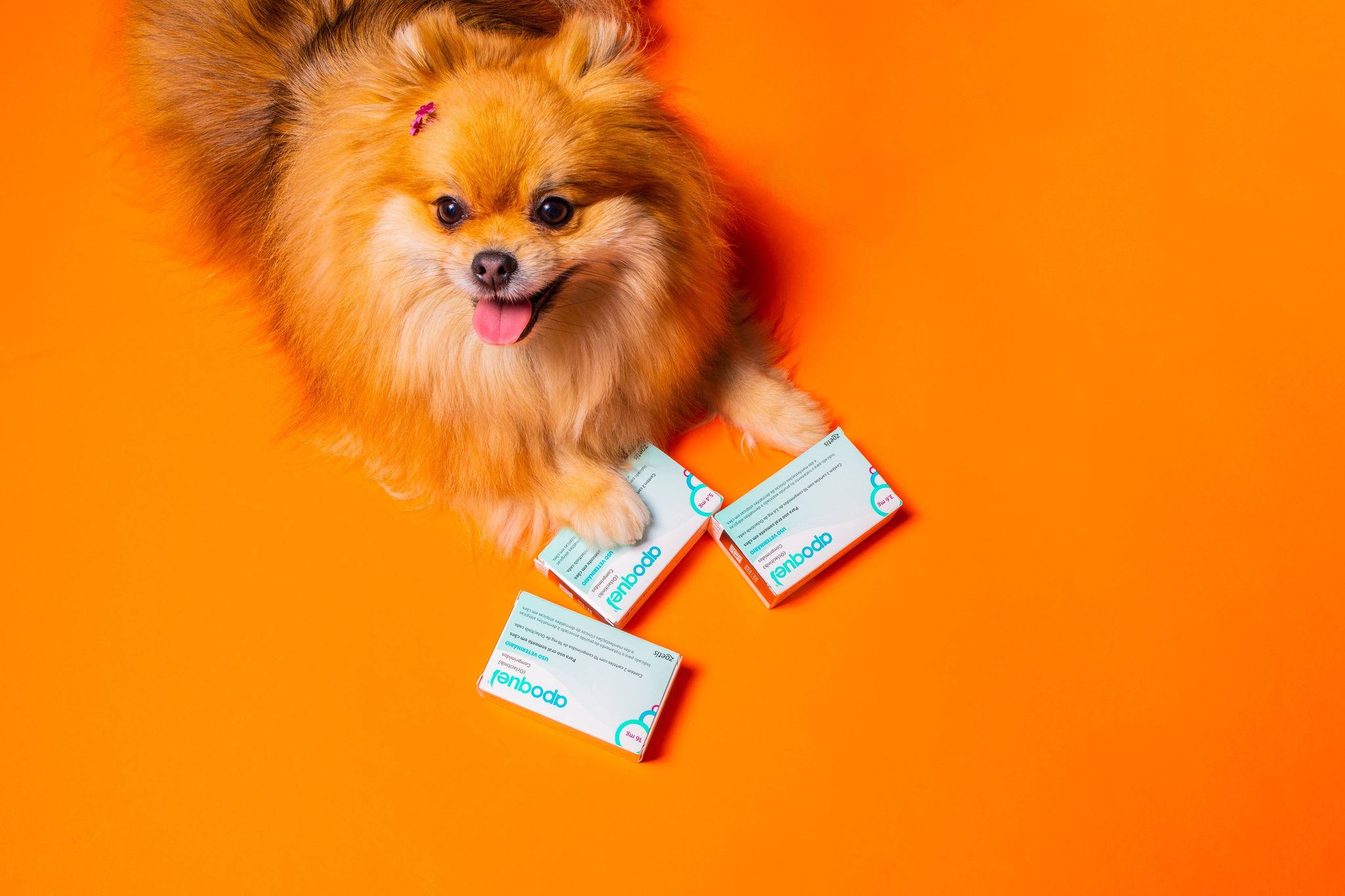 Spitz com caixas de remédio para alergia de cachorro Apoquel