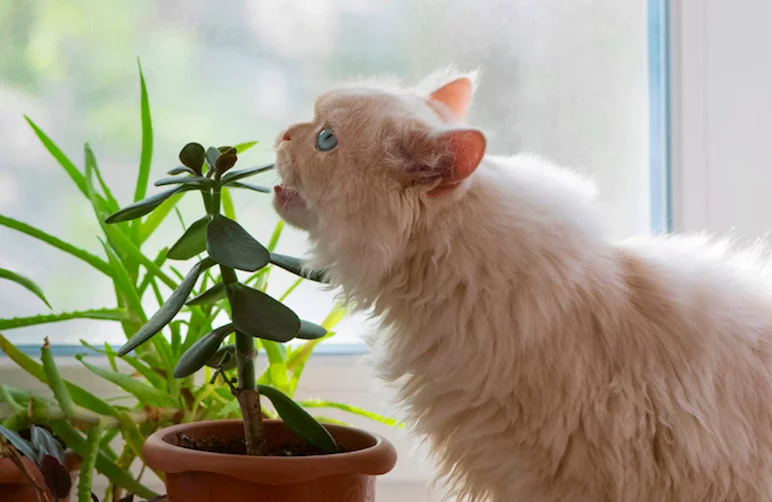 plantas não tóxicas para gatos