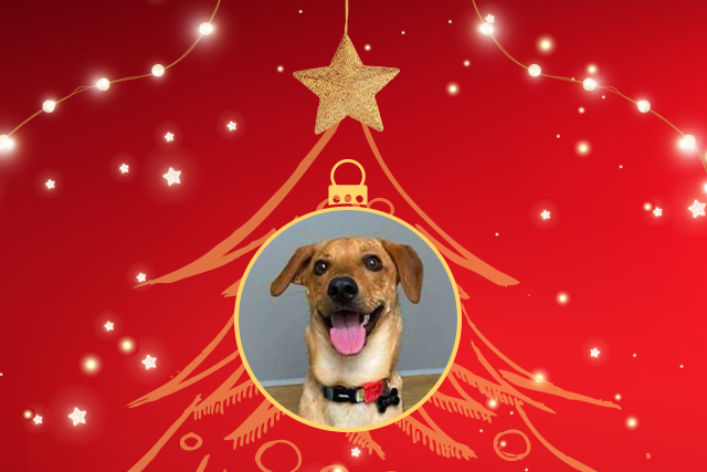 Twix foi um dos animais adotados na quarentena e está sorridente em uma bola de Natal e o fundo vermelho