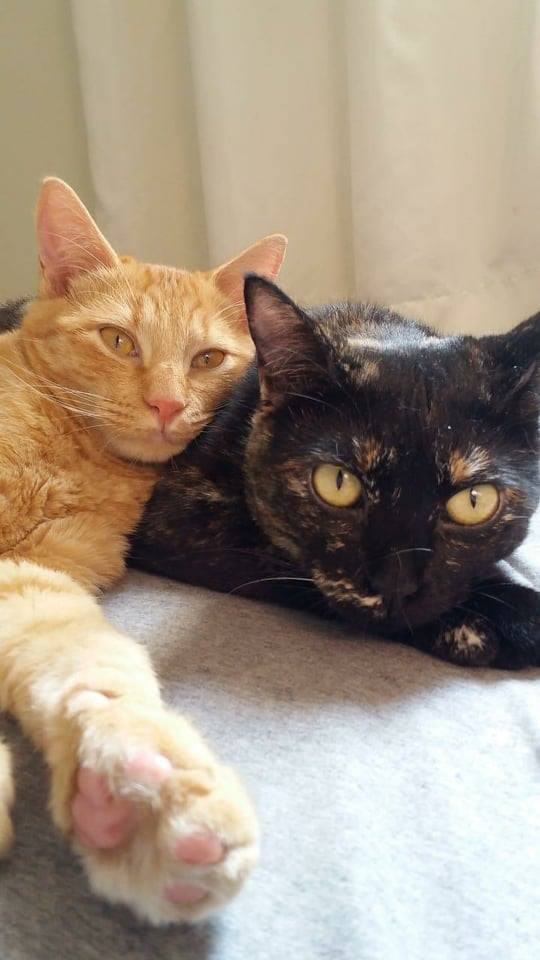 Dois gatinhos deitados. um laranja e um escaminha