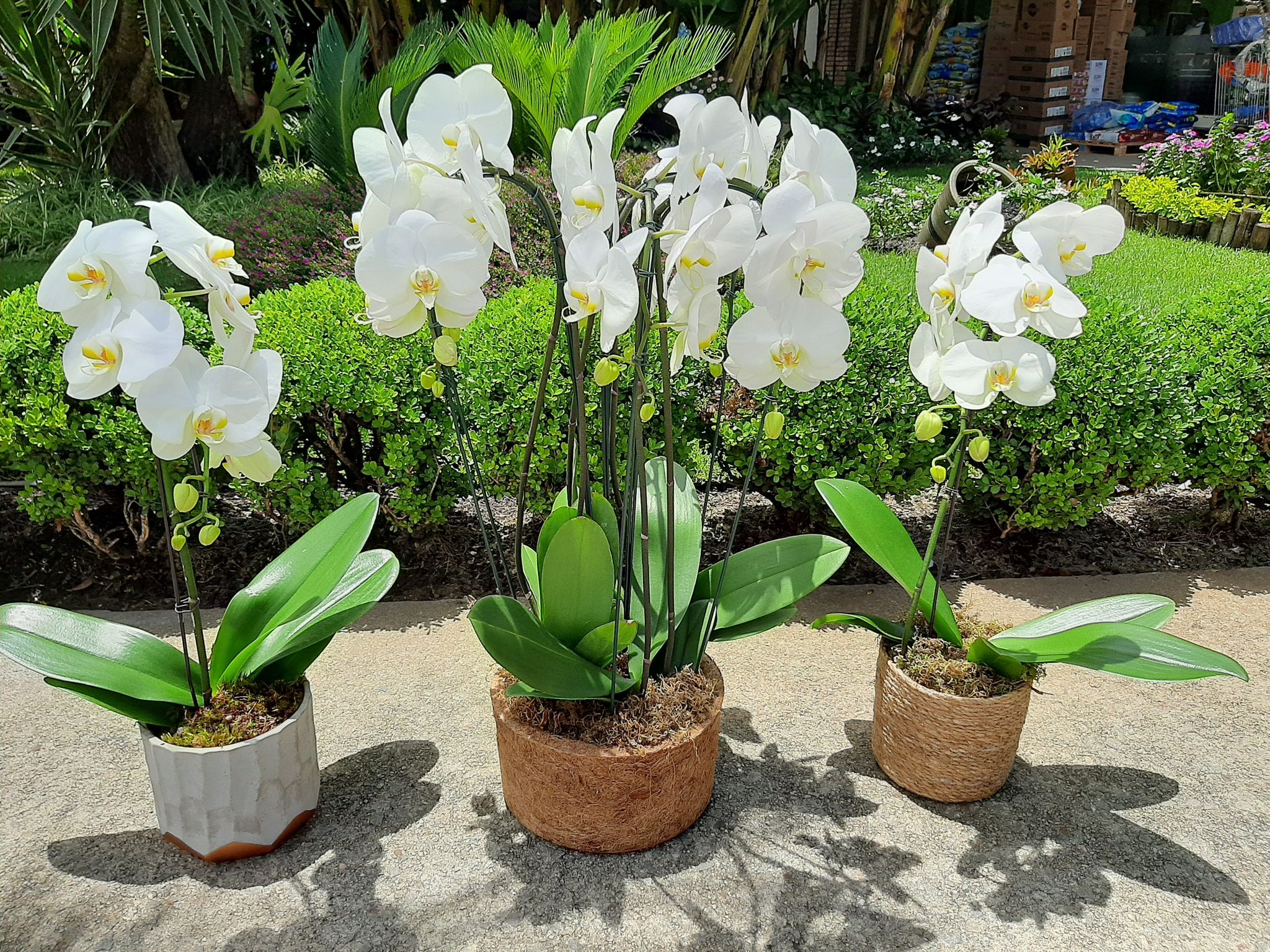 Arranjos decorativos com orquídeas