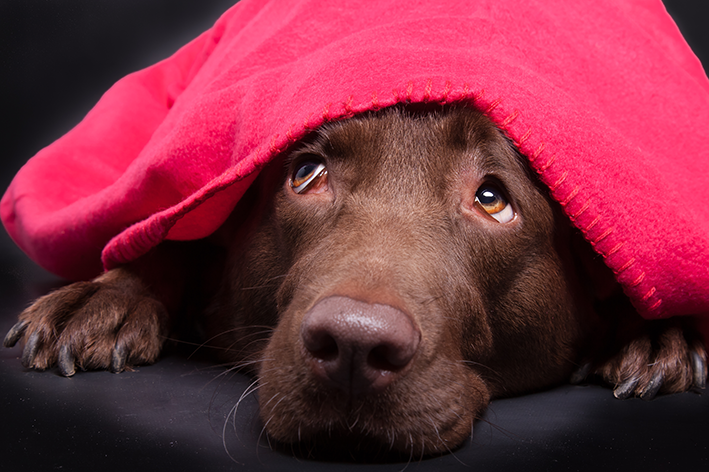 cachorro com medo de fogos escondido embaixo de um cobertor vermelho