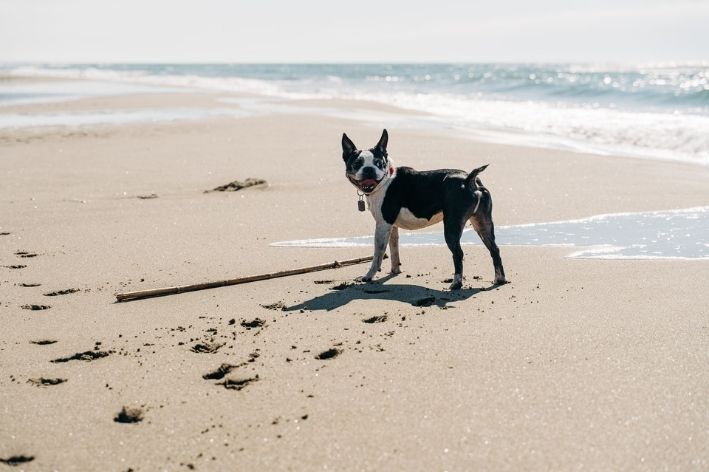 cachorro na praia olhando para foto