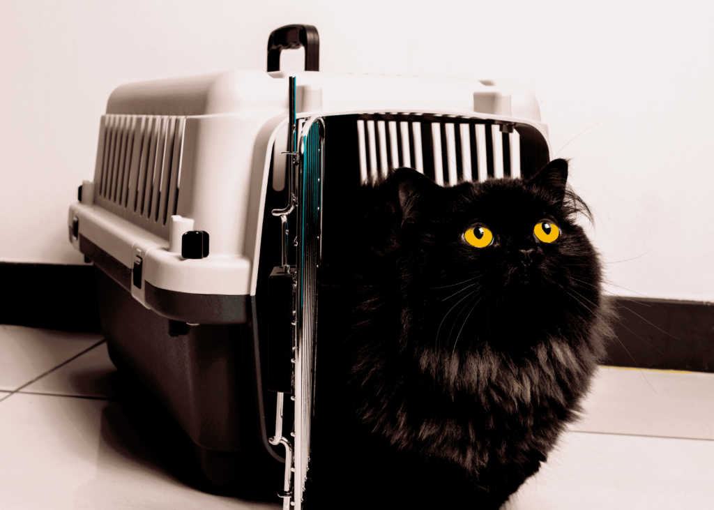 gato preto dentro da caixa de transporte