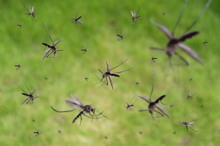 Mosquitos palha transmissores de calazar