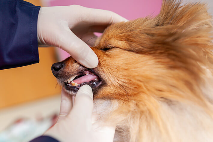 um veterinário mostrando como desengasgar um cachorro