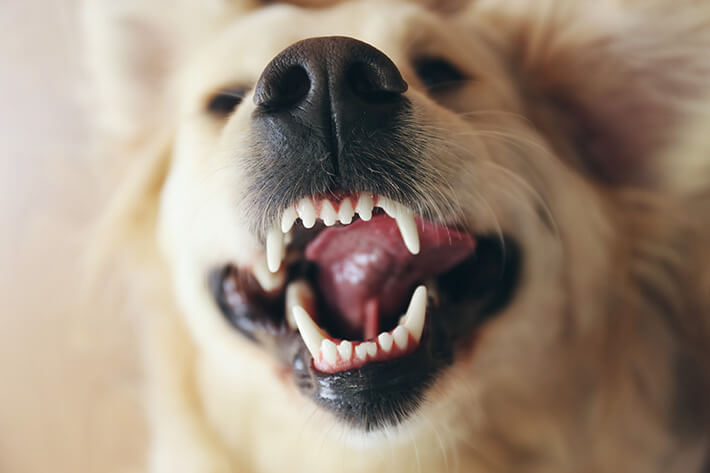 como saber a idade de um cachorro pelo dente