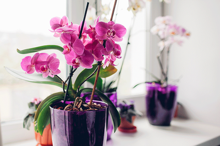 como cuidar de orquídea em apartamento