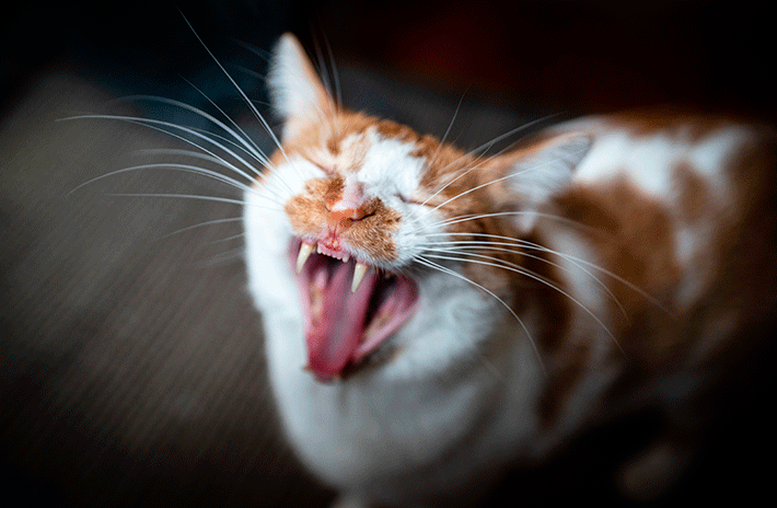 um gato ronrona com a boca aberta para a foto