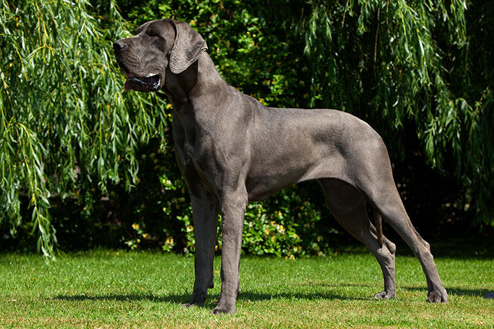 foto de um dogue alemão que é considerado o maior cachorro do mundo