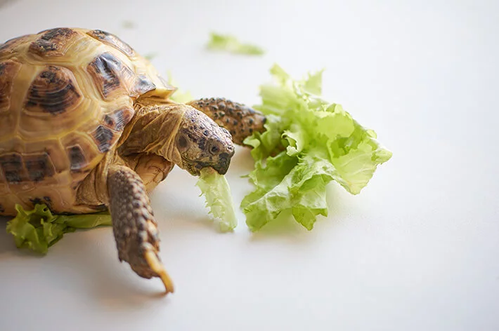 uma imagem que mostra o que a tartaruga come