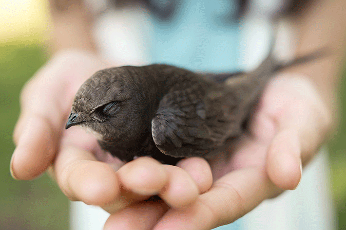 um passarinho resgatado nas mãos de uma pessoa