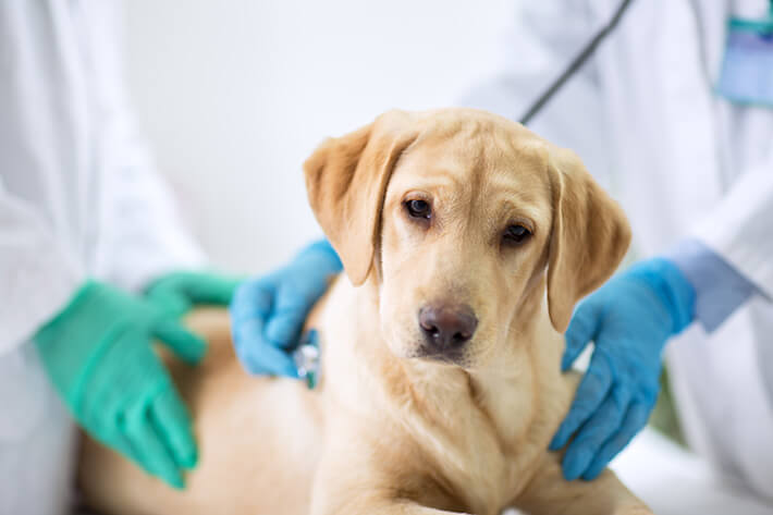 um cachorro sendo examinado de quais os sintomas da doença do carrapato