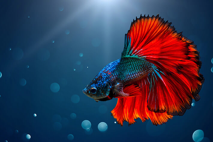 quanto tempo vive um peixe beta colorido