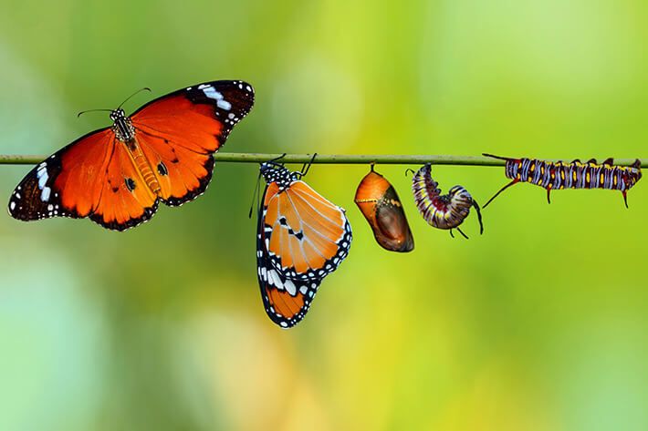 quanto tempo vive uma borboleta 