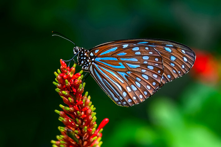 quanto tempo vive uma borboleta na natureza