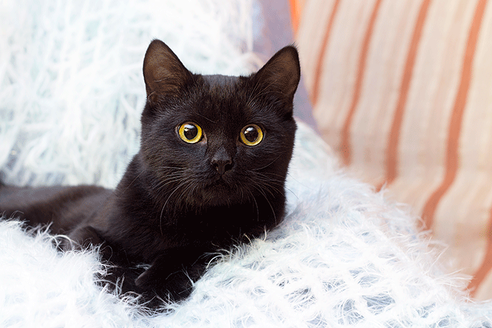 raça de gato de pelo curto na cor preta