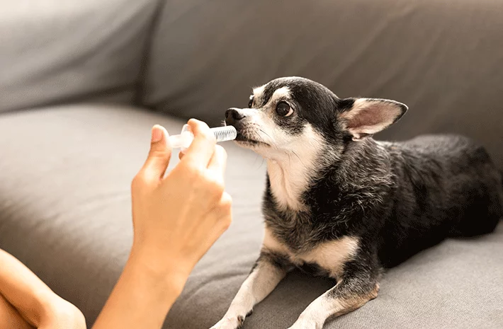 cão sendo medicado com remédio caseiro