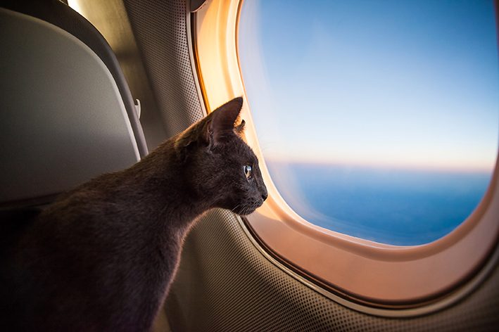 viajar com gato