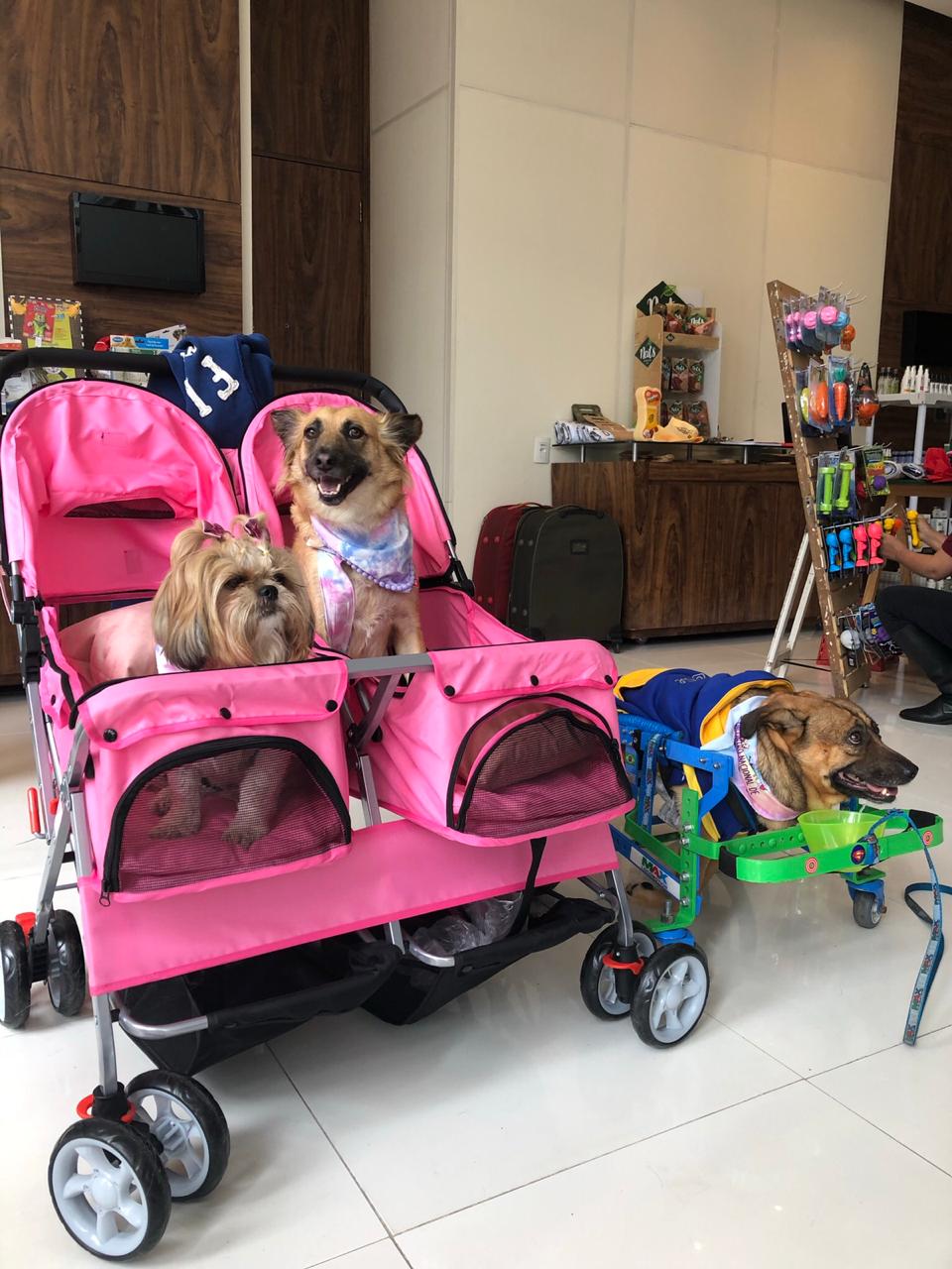 Turma de cães deficientes em seus carrinhos