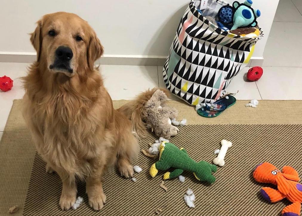 Uddy, cachorro surdo, com seus brinquedos