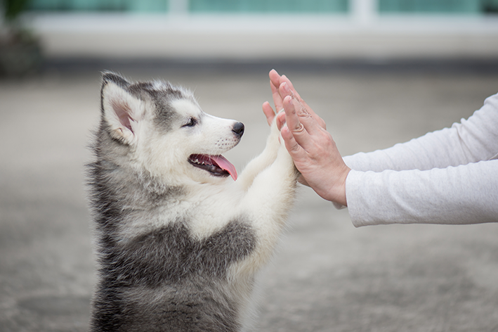 Filhote de Husky pode ser animal de assistência emocional