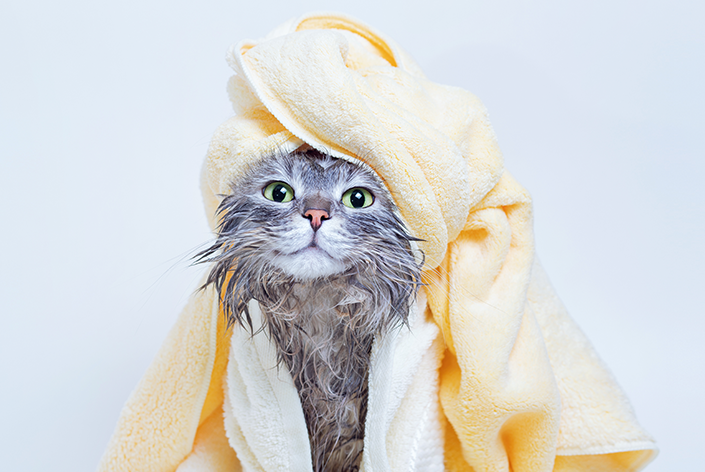 como dar banho em gato