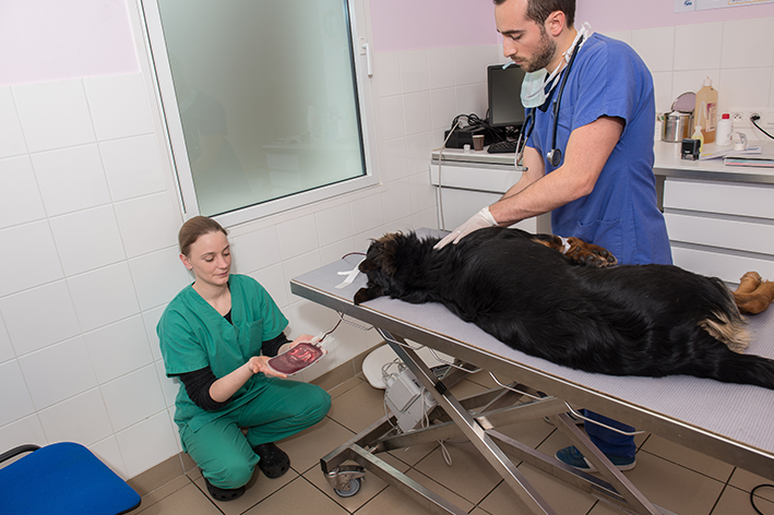 O que leva um cachorro a precisar de transfusão de sangue